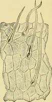 Picture 46 of 504 from The microscopy of vegetable foods (1906), leaf 103