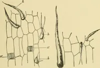 An illustration from The microscopy of vegetable foods (1906)