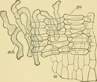 Picture 48 of 504 from The microscopy of vegetable foods (1906), leaf 105