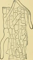 Picture 49 of 504 from The microscopy of vegetable foods (1906), leaf 105