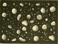 Picture 50 of 504 from The microscopy of vegetable foods (1906), leaf 106