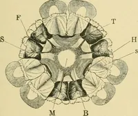 An illustration from The microscopy of vegetable foods (1906)
