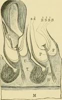 Picture 52 of 504 from The microscopy of vegetable foods (1906), leaf 108