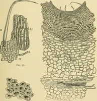 An illustration from The microscopy of vegetable foods (1906)