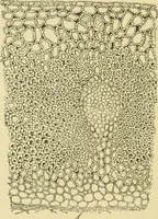 An illustration from The microscopy of vegetable foods (1906)