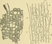 An illustration from The microscopy of vegetable foods (1906)