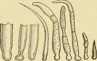 Picture 56 of 504 from The microscopy of vegetable foods (1906), leaf 113