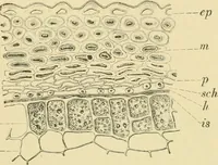 Picture 58 of 504 from The microscopy of vegetable foods (1906), leaf 114
