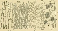 Picture 59 of 504 from The microscopy of vegetable foods (1906), leaf 114