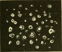Picture 60 of 504 from The microscopy of vegetable foods (1906), leaf 116