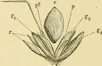 An illustration from The microscopy of vegetable foods (1906)