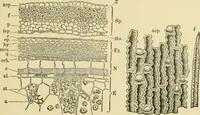 Picture 62 of 504 from The microscopy of vegetable foods (1906), leaf 120
