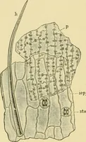Picture 63 of 504 from The microscopy of vegetable foods (1906), leaf 121
