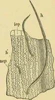 Picture 64 of 504 from The microscopy of vegetable foods (1906), leaf 121