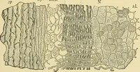 Picture 65 of 504 from The microscopy of vegetable foods (1906), leaf 122