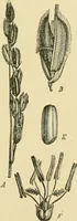 An illustration from The microscopy of vegetable foods (1906)