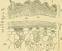 Picture 67 of 504 from The microscopy of vegetable foods (1906), leaf 127