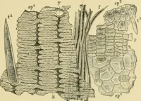An illustration from The microscopy of vegetable foods (1906)