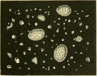Picture 69 of 504 from The microscopy of vegetable foods (1906), leaf 130