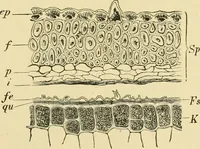 Picture 70 of 504 from The microscopy of vegetable foods (1906), leaf 132