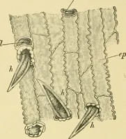 An illustration from The microscopy of vegetable foods (1906)