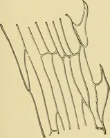 An illustration from The microscopy of vegetable foods (1906)