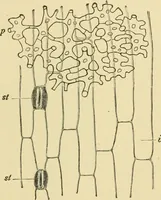 An illustration from The microscopy of vegetable foods (1906)
