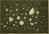 Picture 76 of 504 from The microscopy of vegetable foods (1906), leaf 136