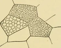 Picture 77 of 504 from The microscopy of vegetable foods (1906), leaf 138