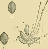 Picture 78 of 504 from The microscopy of vegetable foods (1906), leaf 140
