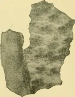 Picture 79 of 504 from The microscopy of vegetable foods (1906), leaf 141
