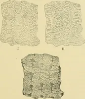 An illustration from The microscopy of vegetable foods (1906)