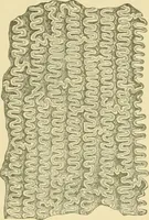 Picture 81 of 504 from The microscopy of vegetable foods (1906), leaf 143