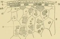 Picture 82 of 504 from The microscopy of vegetable foods (1906), leaf 144