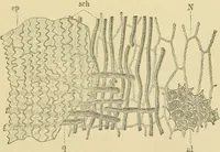 Picture 83 of 504 from The microscopy of vegetable foods (1906), leaf 144