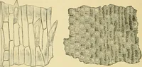 An illustration from The microscopy of vegetable foods (1906)