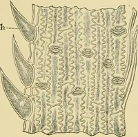 An illustration from The microscopy of vegetable foods (1906)