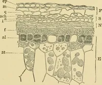 Picture 87 of 504 from The microscopy of vegetable foods (1906), leaf 148