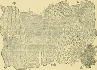 Picture 88 of 504 from The microscopy of vegetable foods (1906), leaf 149