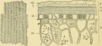 Picture 89 of 504 from The microscopy of vegetable foods (1906), leaf 151