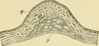 An illustration from The microscopy of vegetable foods (1906)
