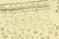 Picture 93 of 504 from The microscopy of vegetable foods (1906), leaf 155