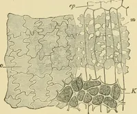 Picture 94 of 504 from The microscopy of vegetable foods (1906), leaf 156