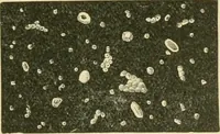 An illustration from The microscopy of vegetable foods (1906)