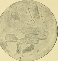 An illustration from The microscopy of vegetable foods (1906)