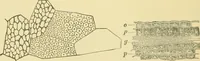 Picture 97 of 504 from The microscopy of vegetable foods (1906), leaf 157