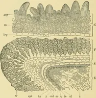 Picture 98 of 504 from The microscopy of vegetable foods (1906), leaf 161