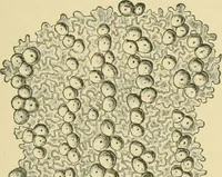 An illustration from The microscopy of vegetable foods (1906)
