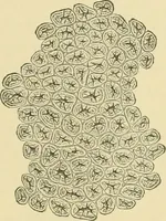 Picture 100 of 504 from The microscopy of vegetable foods (1906), leaf 162
