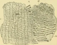 Picture 102 of 504 from The microscopy of vegetable foods (1906), leaf 163